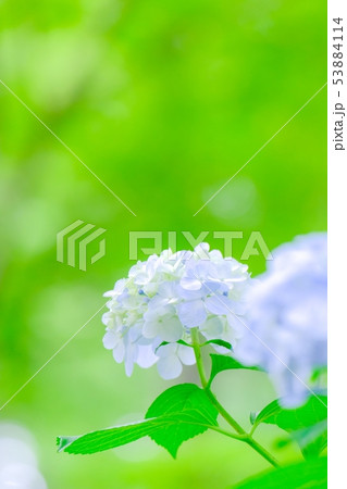 紫陽花 53884114