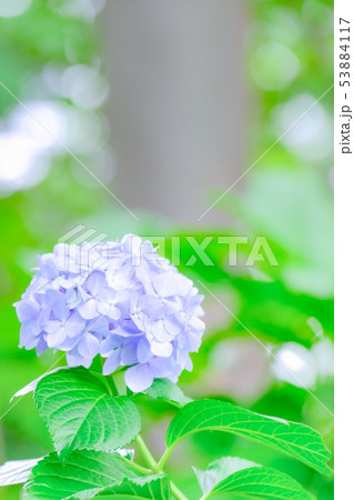紫陽花 53884117