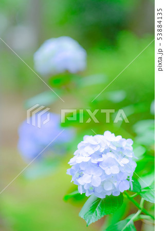 紫陽花 53884135