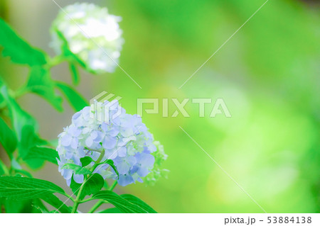 紫陽花 53884138