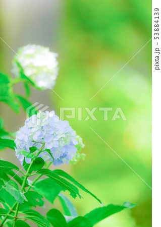 紫陽花 53884139