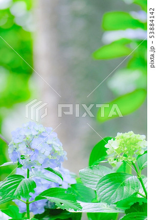 紫陽花 53884142