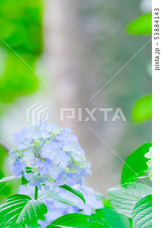 紫陽花 53884143