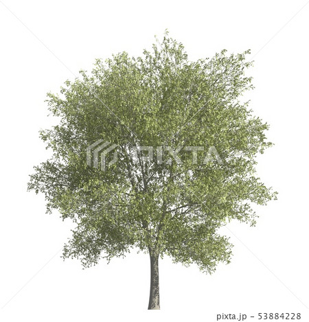 Tree 3d illustration isolated on the white background Tree 3d illustration isolated on the white background 53884228
