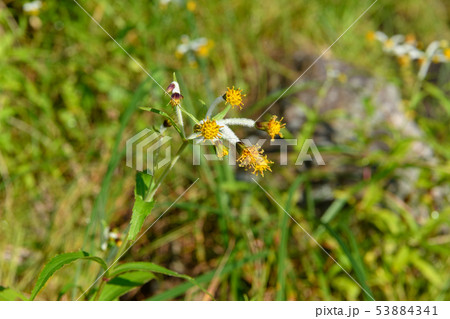 チョウジギク 53884341