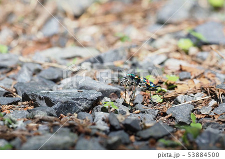 ナミハンミョウ 53884500