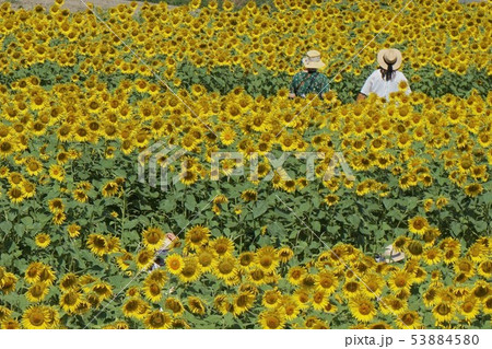 ひまわり 53884580