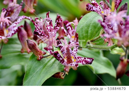 三鷹中原に咲く白と紫のホトトギスの花 53884670