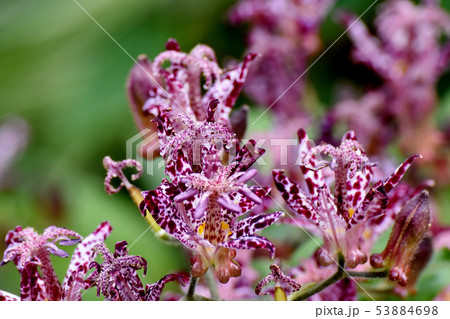 三鷹中原に咲く白と紫のホトトギスの花 53884698