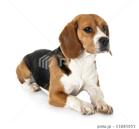 beagle in studio 53885055
