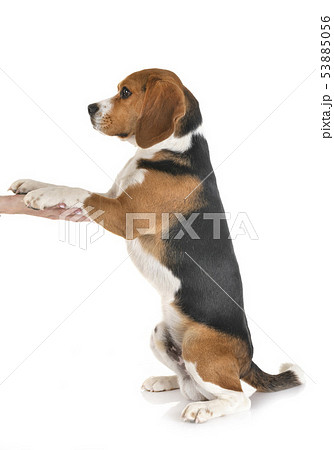 beagle in studio 53885056