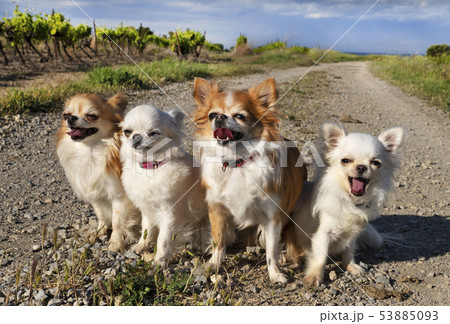 chihuahuas in the nature 53885093