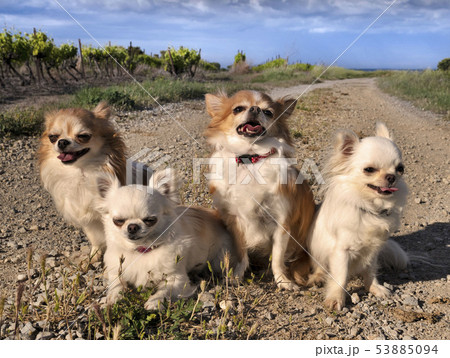 chihuahuas in nature 53885094