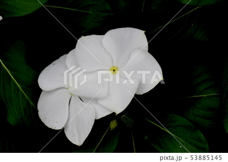 三鷹中原に咲く白いニチニチソウ 53885145