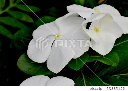 三鷹中原に咲く白いニチニチソウ 53885196