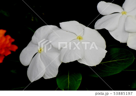 三鷹中原に咲く白いニチニチソウ 53885197