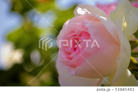 美しい薔薇の花 美しい薔薇の花 53885401