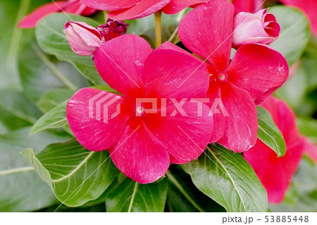 三鷹中原に咲く赤いニチニチソウ 三鷹中原に咲く赤いニチニチソウ 53885448