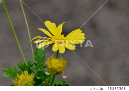 三鷹中原に咲く黄色いマーガレットコスモス 53885568