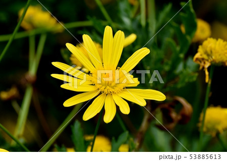 三鷹中原に咲く黄色いマーガレットコスモス（イエローエンジェル） 53885613