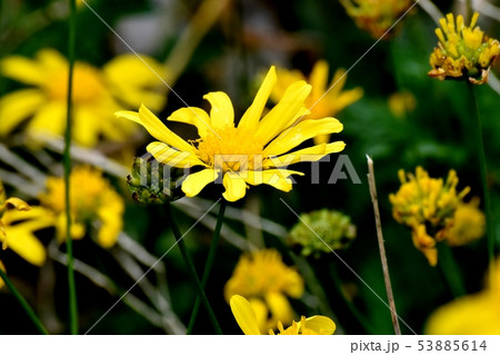 三鷹中原に咲く黄色いマーガレットコスモス(イエローエンジェル) 三鷹中原に咲く黄色いマーガレットコスモス(イエローエンジェル) 53885614