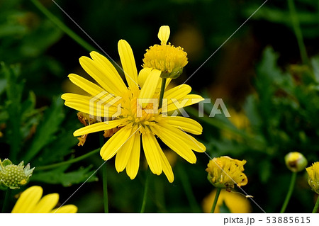 三鷹中原に咲く黄色いマーガレットコスモス（イエローエンジェル） 53885615