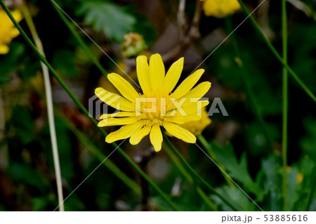 三鷹中原に咲く黄色いマーガレットコスモス（イエローエンジェル） 53885616
