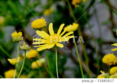 三鷹中原に咲く黄色いマーガレットコスモス（イエローエンジェル） 53885617