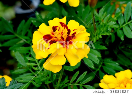 三鷹中原に咲くオレンジ色と茶の複色マリーゴールドの写真素材 5357
