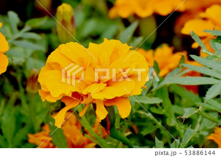 三鷹中原に咲くオレンジ色のマリーゴールド 三鷹中原に咲くオレンジ色のマリーゴールド 53886144