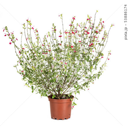 Salvia microphylla in studio Salvia microphylla in studio 53886174