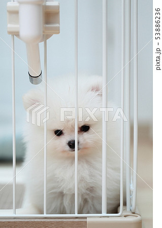 ポメラニアン (犬 ドッグ イヌ 生物 動物 血統書 仔犬 子供 わんこ ホワイト 白 血統 洋犬) 53886236