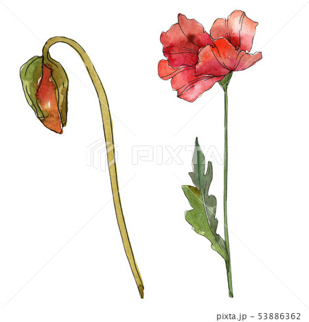 Red poppy floral botanical flowers. Watercolor background illustration set. Isolated poppies 53886362