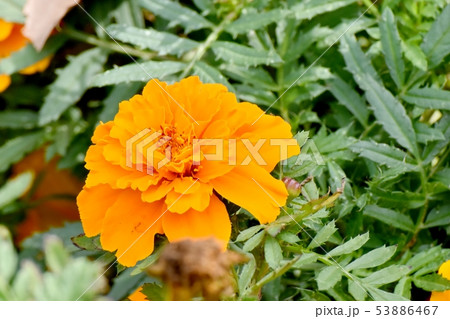 三鷹中原に咲くオレンジ色のマリーゴールドの写真素材