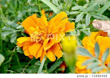 三鷹中原に咲くオレンジ色のマリーゴールド 53886468
