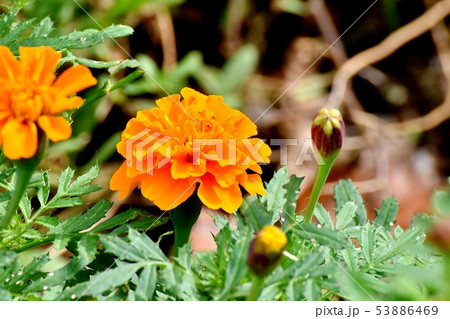 三鷹中原に咲くオレンジ色のマリーゴールド 53886469