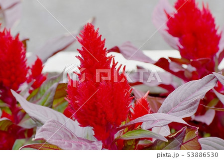 三鷹中原に咲く赤いケイトウの花 53886530
