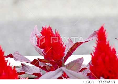 三鷹中原に咲く赤いケイトウの花 53886533