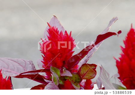 三鷹中原に咲く赤いケイトウの花 三鷹中原に咲く赤いケイトウの花 53886539