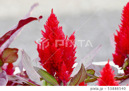 三鷹中原に咲く赤いケイトウの花 三鷹中原に咲く赤いケイトウの花 53886540