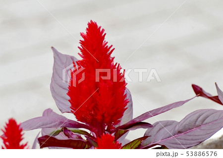 三鷹中原に咲く赤いケイトウの花 53886576
