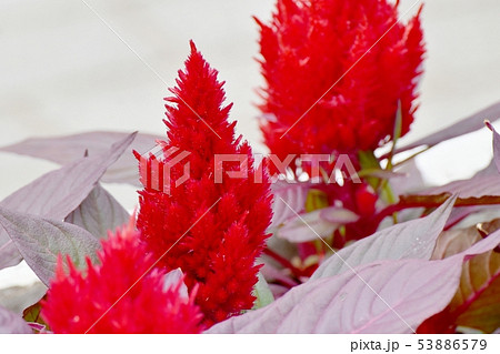 三鷹中原に咲く赤いケイトウの花 53886579
