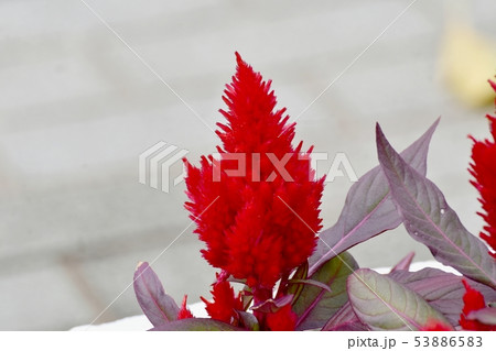 三鷹中原に咲く赤いケイトウの花 53886583