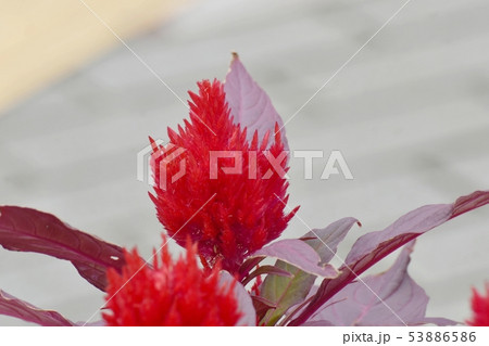 三鷹中原に咲く赤いケイトウの花 53886586