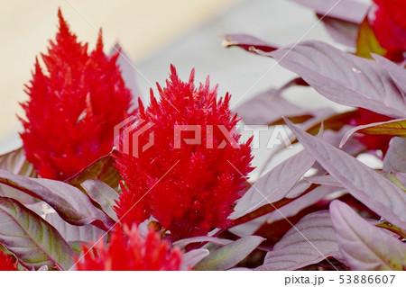 三鷹中原に咲く赤いケイトウの花 三鷹中原に咲く赤いケイトウの花 53886607