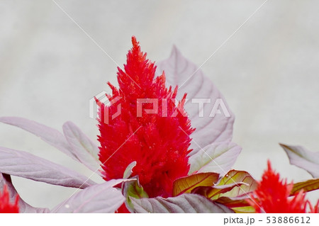 三鷹中原に咲く赤いケイトウの花 三鷹中原に咲く赤いケイトウの花 53886612