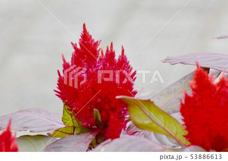 三鷹中原に咲く赤いケイトウの花 三鷹中原に咲く赤いケイトウの花 53886613