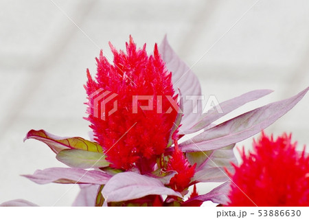 三鷹中原に咲く赤いケイトウの花 三鷹中原に咲く赤いケイトウの花 53886630