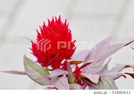三鷹中原に咲く赤いケイトウの花 三鷹中原に咲く赤いケイトウの花 53886631