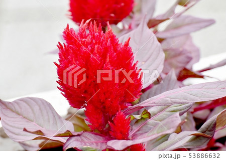 三鷹中原に咲く赤いケイトウの花 三鷹中原に咲く赤いケイトウの花 53886632